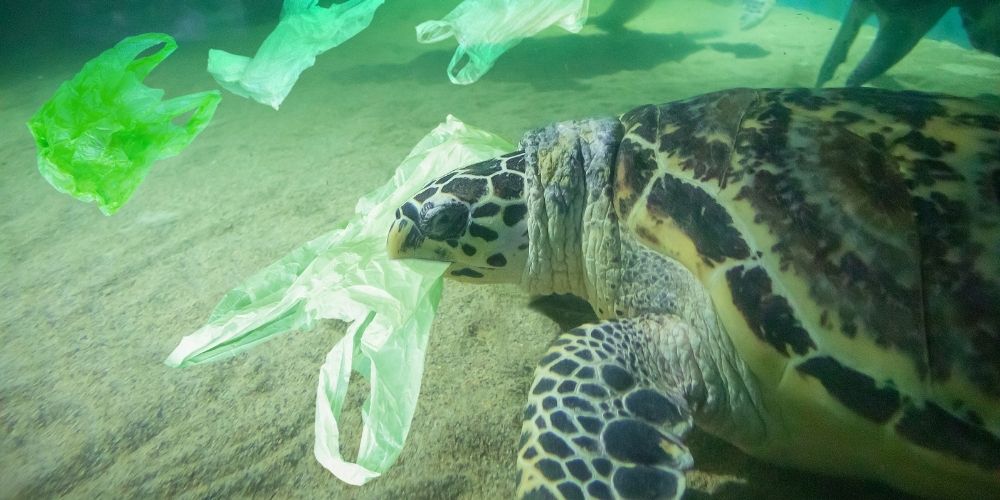 Why Plastic Bags Are Bad For You