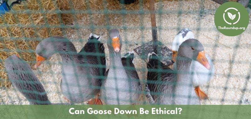 can a goose down farm be ethical