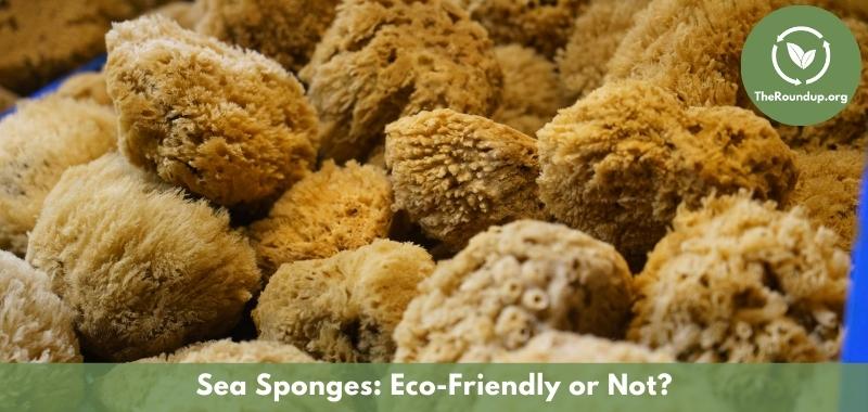 https://theroundup.org/wp-content/uploads/2022/05/sea-sponges-eco-friendly.jpg