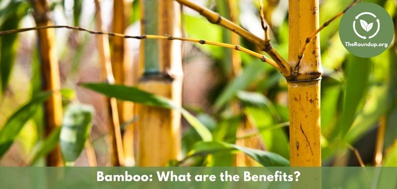 benefits that make bamboo eco-friendly