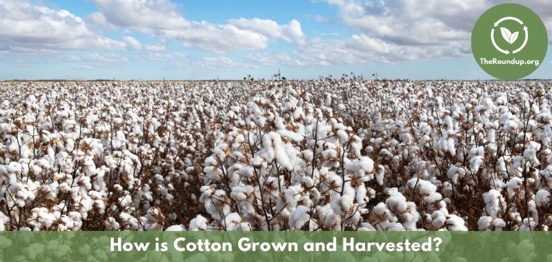 how is conventional cotton made