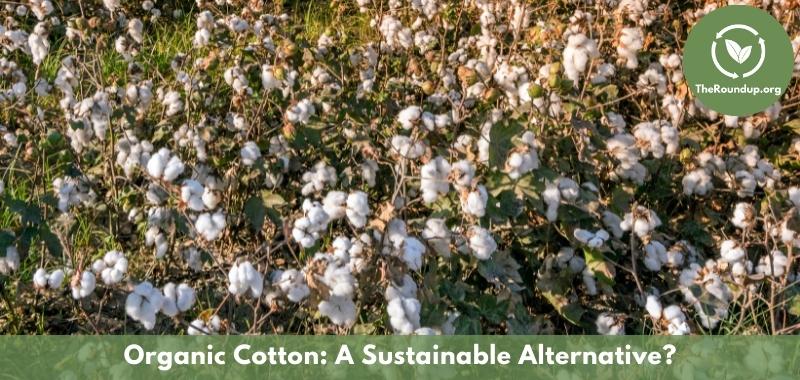 Why Organic Cotton: Exploring Regular Cotton vs Organic Cotton