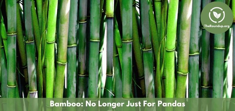 close up of bamboo plants