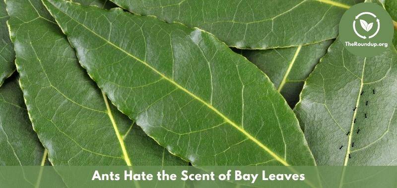 keep ants away with bay leaves