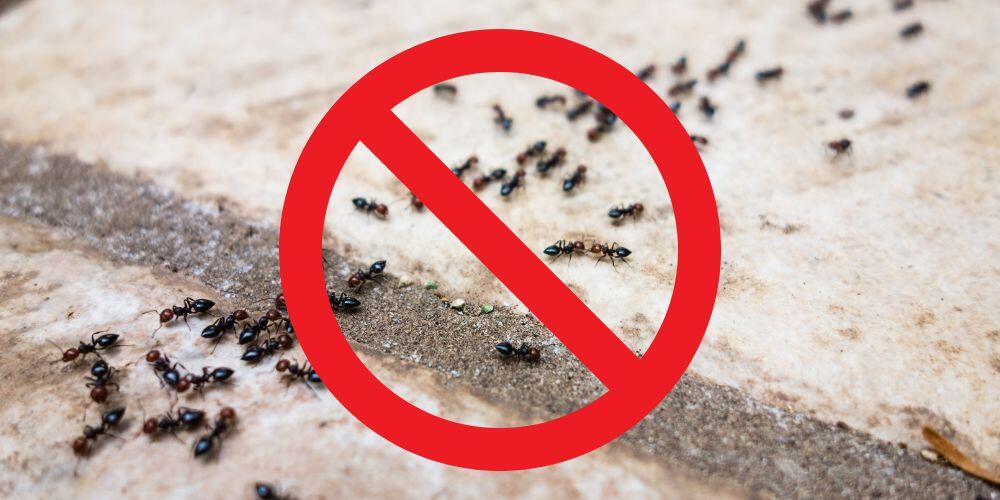 How to keep ants away naturally 42 proven effective tips