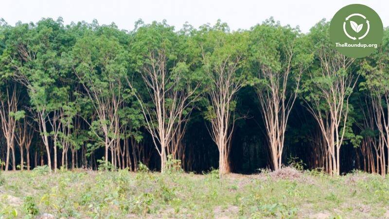 Rubber wood store furniture disadvantages