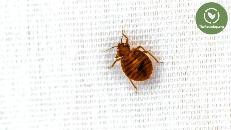 What to Expect From Professional Bed Bug Treatment Services