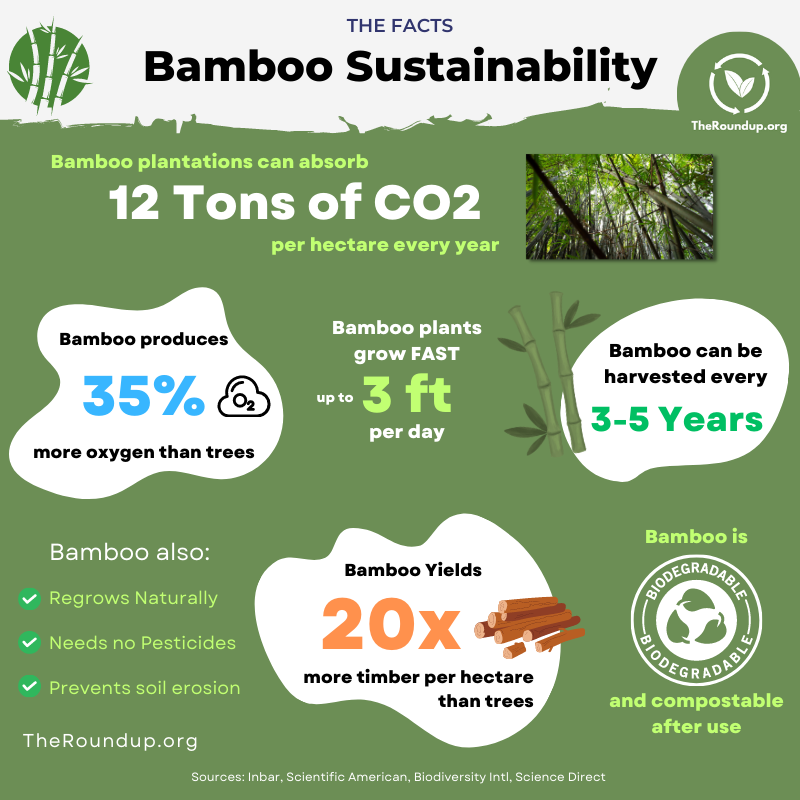 bamboo sustainability facts infographic