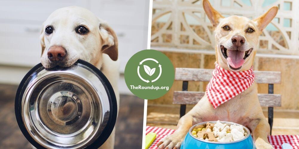 The Best Sustainable And Ethically Produced Dog Food Brands