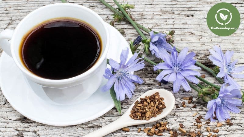 Chicory Root coffee substitute