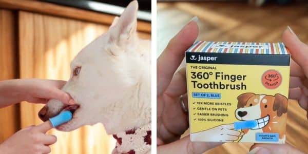 Jasper pet toothbrush